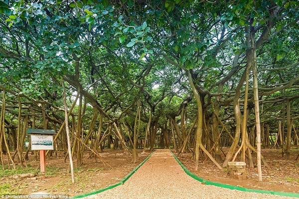 Nhìn từ xa, những rễ khí này trông như thân cây độc lập, khiến người ta tưởng như đang nhìn thấy cả một rừng cây chứ không phải chỉ có một cây đa.