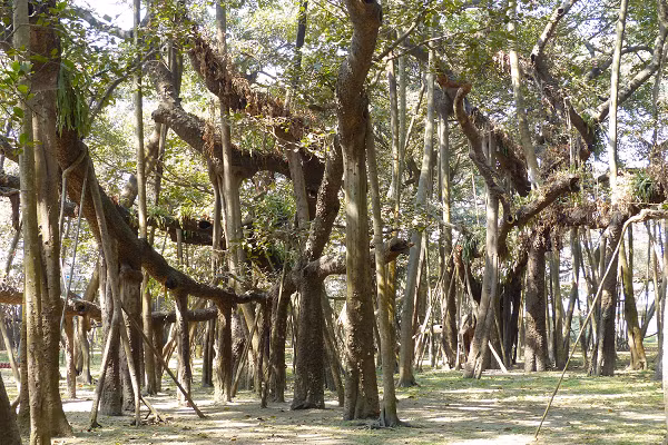 Việc chăm sóc cây đa không lồ này không hề đơn giản khi cần đến một đội ngũ 13 người phối hợp với nhau. Đội ngũ này không những phải đảm bảo sức khỏe cho cây mà còn giúp các rễ khí phát triển đúng cách.