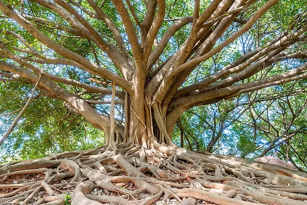 Cây đa là một trong những cây được tôn kính nhất trong văn hóa Ấn Độ và được coi là cây thiêng trong nhiều tôn giáo.