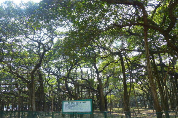 Thời gian lý tưởng để đến xem cây đa khổng lồ này là từ tháng 9 đến tháng 3 hàng năm. Ngoài cây đa nổi tiếng, vườn bách thảo còn có rất nhiều các loại cây độc lạ khác thu thập từ khắp mọi nơi trên thế giới.