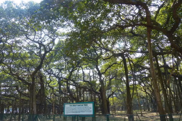 Thời gian lý tưởng để đến xem cây đa khổng lồ này là từ tháng 9 đến tháng 3 hàng năm. Ngoài cây đa nổi tiếng, vườn bách thảo còn có rất nhiều các loại cây độc lạ khác thu thập từ khắp mọi nơi trên thế giới.