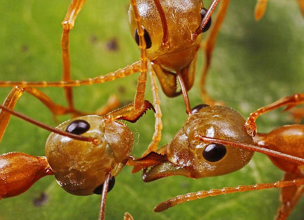 Kiến Attine làm nông nghiệp bằng cách trồng nấm. Chúng thậm chí còn sử dụng các loại "thuốc trừ sâu" đặc biệt để chống ký sinh trùng làm ảnh hưởng đến vụ mùa.