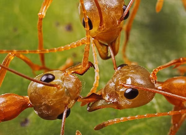 Kiến Attine làm nông nghiệp bằng cách trồng nấm. Chúng thậm chí còn sử dụng các loại "thuốc trừ sâu" đặc biệt để chống ký sinh trùng làm ảnh hưởng đến vụ mùa.