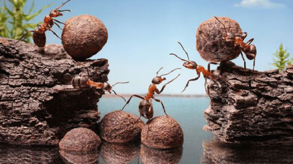 Một số bộ lạc trên thế giới dùng kiến để chữa lành vết thương. Khi bị thương, họ nhặt một vài con kiến thuộc đàn kiến quân đội có kích thước lớn và để chúng cắn ở hai bên vết thương.