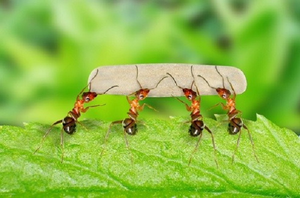 Kiến là động vật thuộc bộ cánh màng, lớp sâu bọ. Nhà khoa học Corrie Moreau và các đồng nghiệp người Pháp đã công bố một nghiên cứu cho thấy kiến xuất hiện cách đây từ 140 đến 170 triệu năm. Có nghĩa chúng là sinh vật cổ đại bậc nhất vẫn tồn tại cho đến ngày nay, bất chấp sự biến động dữ dội của trái đất.