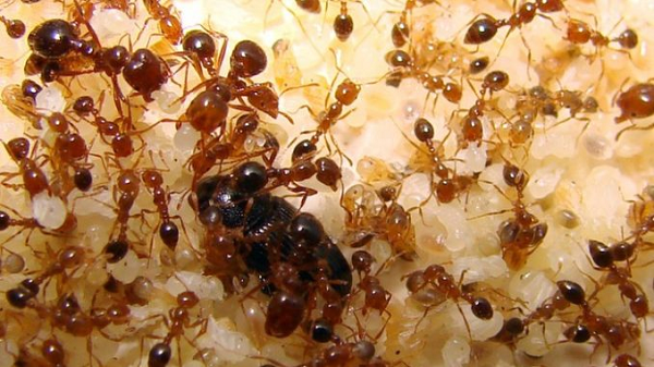 Loài kiến ở vùng Amazon có khả năng sinh sản vô tính, tạo ra các bản sao giống hệt với những con kiến mẹ. Theo các nhà nghiên cứu, đặc điểm sinh sản vô tính của loài kiến xuất phát từ một loài nấm, nguồn thức ăn truyền thống của kiến từ hơn 80 triệu năm nay.