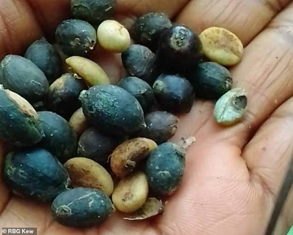 Hương vị của Arabica được đánh giá là hảo hạng và mang lại giá bán cao hơn so với Robusta, loại cà phê chủ yếu được sử dụng cho cà phê hòa tan và cà phê pha trộn.