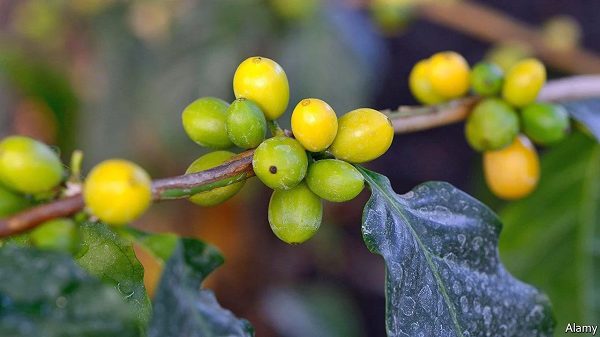 Trong khi đó, cây cà phê Stenophylla sinh trưởng ở nhiệt độ trung bình hàng năm là 24,9°C, cao hơn 1,9°C so với cà phê Robusta và cao hơn tới 6,8°C so với cà phê Arabica.