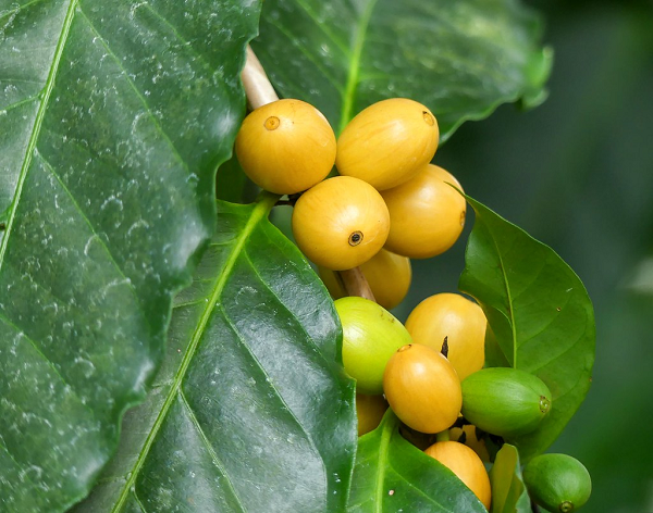 Không giống như quả màu đỏ và đôi khi có màu vàng của cây Arabica và Robusta, quả của cây Stenophylla có màu đen đậm. Các hạt cà phê nằm bên trong quả.