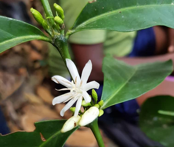 Ông Jeremy Torz, đồng sáng lập của doanh nghiệp cà phê đặc biệt Union Hand-Ro Rang Coffee ở Đông London, nơi diễn ra một phần thử nghiệm hương vị cà phê Stenophylla cho biết: “Chúng tôi vô cùng lạc quan về tương lai mà cà phê Stenophylla có thể mang lại".