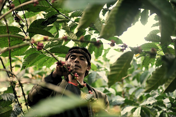 Theo nhà thực vật học Aaron Davis, việc tái phát hiện loài Stenophylla có thể hỗ trợ cho ngành cà phê vốn đang đóng vai hỗ trợ kinh tế tại một số quốc gia nhiệt đới và là kế sinh nhai của hơn 100 triệu nông dân.