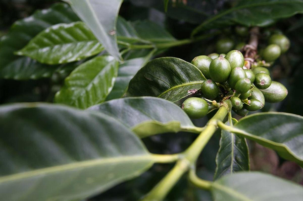 Tuy nhiên, Arabica ít có khả năng chống chịu trước tác động của biến đổi khí hậu và nghiên cứu chỉ ra rằng sản lượng toàn cầu của loại cà phê này có thể giảm ít nhất 50% vào giữa thế kỷ.