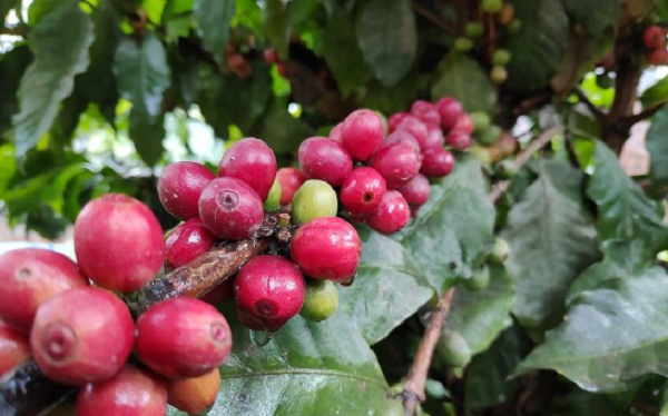 Về lâu dài, Stenophylla cung cấp cho con người nguồn tài nguyên quan trọng để lai tạo ra một thế hệ cây cà phê mới có khả năng chống chịu với khí hậu, vì nó có hương vị tuyệt vời và khả năng chịu nhiệt tốt.