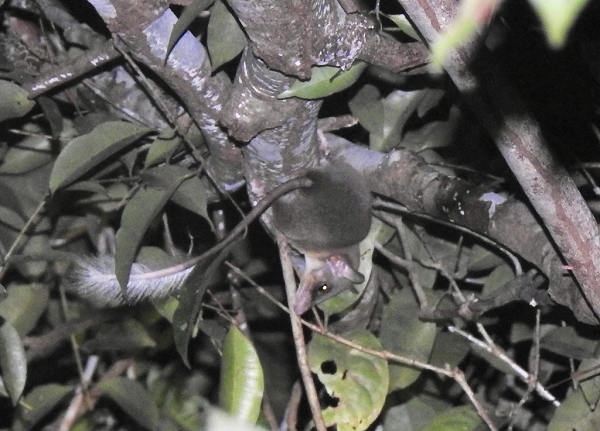 Chuột chù cây có đuôi nhanh nhẹn trên thân cây, thậm chí nhảy từ cành này sang cành khác, nhưng trên mặt đất, nó di chuyển theo một loạt các bước nhảy với đuôi được giữ thẳng đứng.