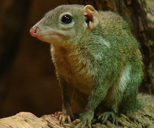 Điều này không chỉ giúp chúng dễ dàng thực hiện quá trình trao đổi chất, mà còn tránh được nguy cơ mắc các bệnh tim mạch.