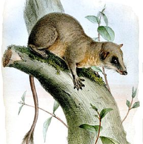 Tupaia sống trên cây, ăn côn trùng, tắc kè và rất thích ăn mật từ hoa của cây cọ Bertram (Eugeissona tristis) lên men có nồng độ cồn 3,8%.