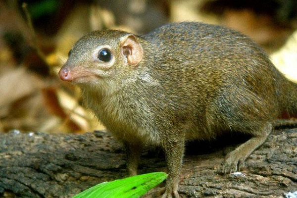 Tuy nhiên, người ta chưa bao giờ thấy con vật này “say”, mặc dù nồng độ ethanol lớn như vậy trong cơ thể người có thể dẫn đến tình trạng say nặng.