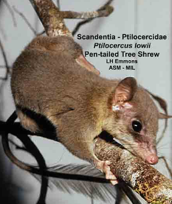 Chuột chù cây có đuôi có đôi mắt to, đôi tai dễ thấy và giống như loài ăn côn trùng, mõm dài.