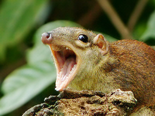 Theo các nhà khoa học, hành vi uống bia của chuột chù cây có đuôi đã được hình thành từ cách đây hàng nghìn năm.