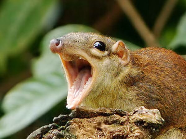 Theo các nhà khoa học, hành vi uống bia của chuột chù cây có đuôi đã được hình thành từ cách đây hàng nghìn năm.