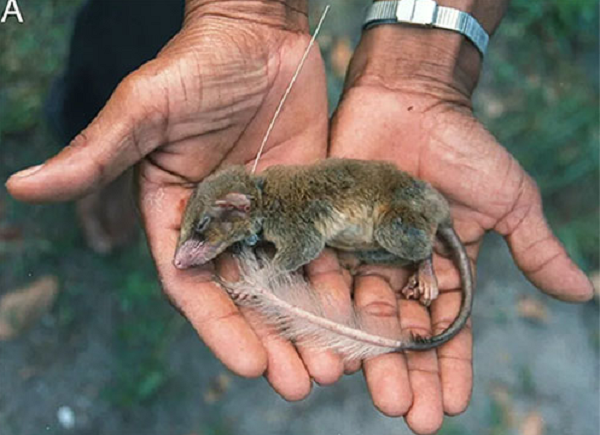 Chuột chù cây có đuôi sở hữu thân hình mảnh mai, các chi dài, mảnh và các móng vuốt cong, sắc nhọn.