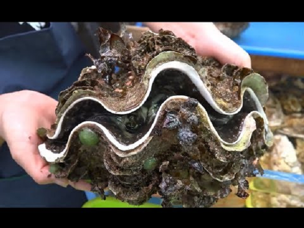 Vòi, thịt sò tai tượng được dùng để chế biến nhiều món ăn ngon và có giá trị dinh dưỡng cao. Còn vỏ sò được sử dụng làm đồ trang trí hoặc nghiền bột thành kem dưỡng da.