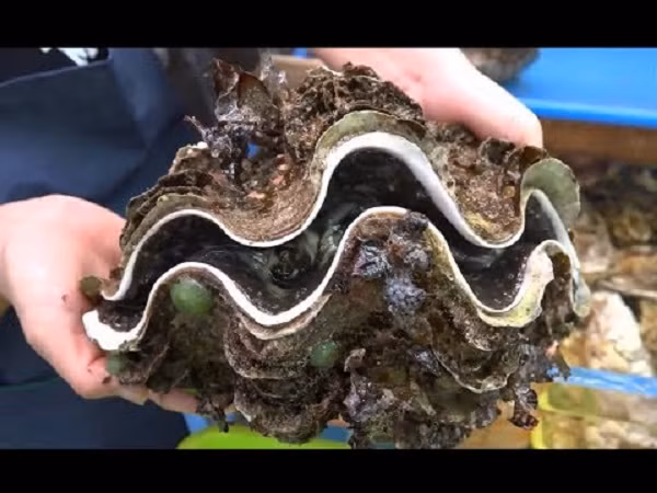 Vòi, thịt sò tai tượng được dùng để chế biến nhiều món ăn ngon và có giá trị dinh dưỡng cao. Còn vỏ sò được sử dụng làm đồ trang trí hoặc nghiền bột thành kem dưỡng da.