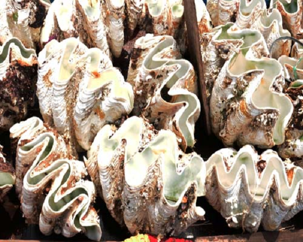 Việc khai thác đòi hỏi sự kỳ công vì một con sò tai tượng có thể dài tới 1,2 m và nặng gần 200 kg. Tuy nhiên, giá thành mà các ngư dân đạt được cũng “xứng đáng” vì mỗi vỏ sò có thể mang lại cho họ hàng chục nghìn USD