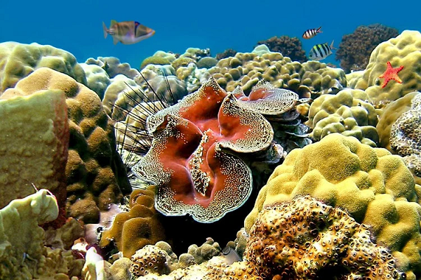 Tại Trung Quốc, vỏ sò tai tượng được cho là mang giá trị may mắn khi chúng có thể được sử dụng để chế tác thành đồ trang sức hoặc các bức tượng.