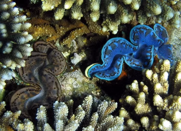 Đây là loài thân mềm khổng lồ sống bằng cách hút dinh dưỡng được tạo ra bởi hàng tỷ sợi rong biển sống trên cơ thể. Bên cạnh đó, chúng còn hút tất cả các loài sinh vật phù du có trong nước vào cơ thể rồi thổi nước ra, giữ lại chất hữu cơ.