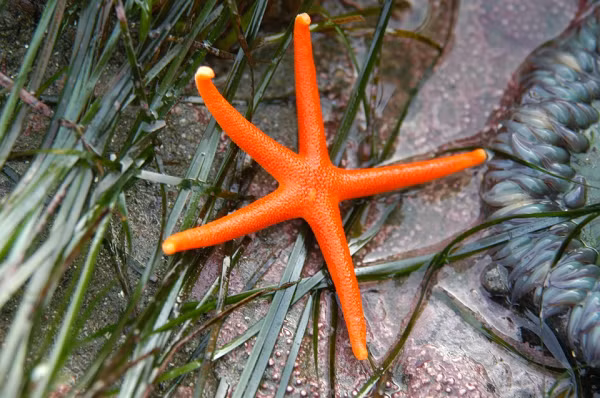 Sao máu đại dương có màu cam đặc trưng, sống dọc bờ biển Thái Bình Dương của Bắc Mỹ. Loài sao biển này đang bị đe dọa bởi những con nhím biển hay thậm chí là chính con người.
