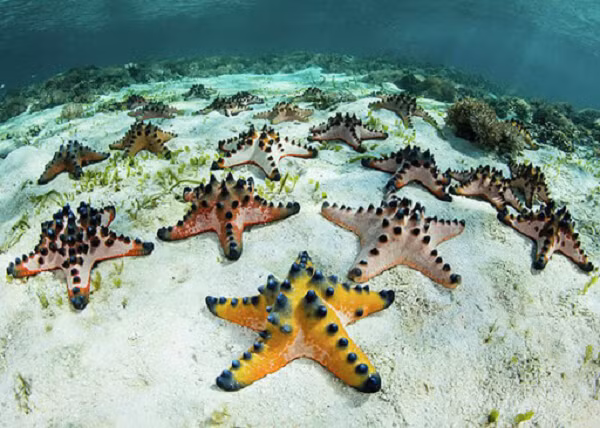 Sao biển chocolate chip có tên gọi như vậy vì trên thân có những hạt giống hạt chocolate chip. Những hạt này có tác dụng như vũ khí để loài sao biển dọa các loài săn mồi khác như tôm, cá...