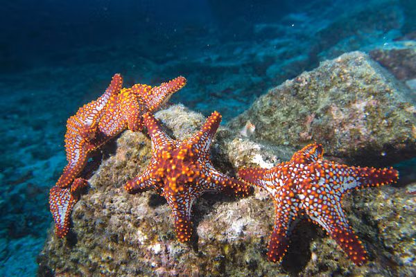  Sao biển là sinh vật với hơn 1.600 loài khác nhau. Chúng sinh sống khắp các đại dương trên thế giới, từ vùng nhiệt đới đến vùng cực lạnh giá. Bên cạnh đó, chúng cũng có vô số hình dạng, kích thước, màu sắc khác nhau vô cùng đẹp.