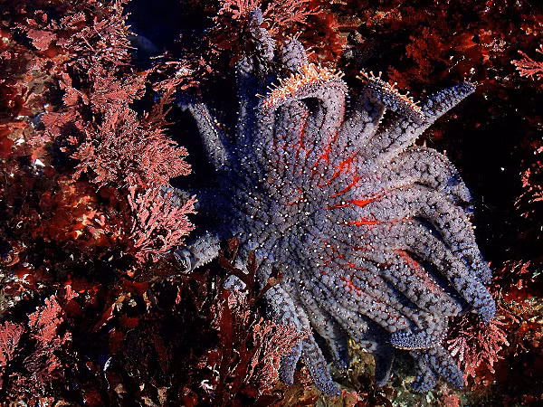 Sao hướng dương là sao biển lớn nhất thế giới, đạt armspan 3,3 feet. Thức ăn chủ yếu của chúng là nhím biển, sò, ốc.