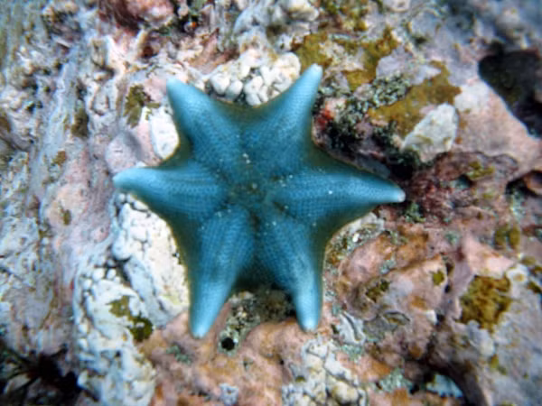 Sao biển dơi có thể sở hữu tới 9 cánh và mang nhiều màu sắc đa dạng. Các màu phổ biến là đỏ, xanh lá, tím.