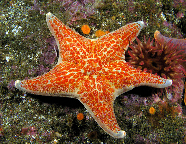 Sao da sống ở vùng nước có độ sâu khoảng 300 feet, ăn mọi thứ từ tảo bọt biển đến dưa chuột biển. Kẻ thù lớn nhất của chúng là ánh sáng mặt trời.