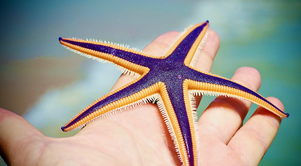 Sao Hoàng gia là loài sao biển có màu xanh hoàng gia. Không giống như nhiều loài khác của con sao biển, chúng ăn cả đồng loại của nó.