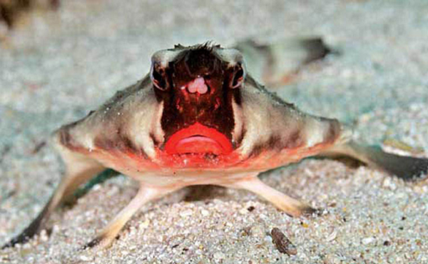 Cũng nhờ đôi môi này, loài cá kỳ lạ có thể thu hút được bạn tình cũng như làm mê đắm các con mồi nhẹ dạ cả tin.