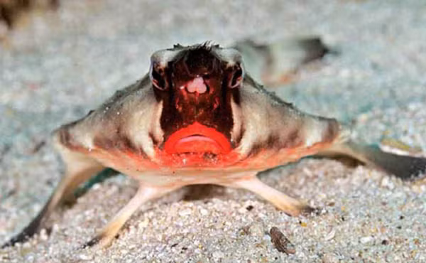 Cũng nhờ đôi môi này, loài cá kỳ lạ có thể thu hút được bạn tình cũng như làm mê đắm các con mồi nhẹ dạ cả tin.