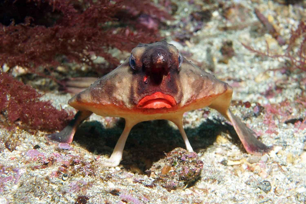 Trên một số diễn đàn chuyên nghiên cứu về sinh vật biển, một số người xếp cá dơi môi đỏ vào danh sách những loài cá xấu nhất thế giới.