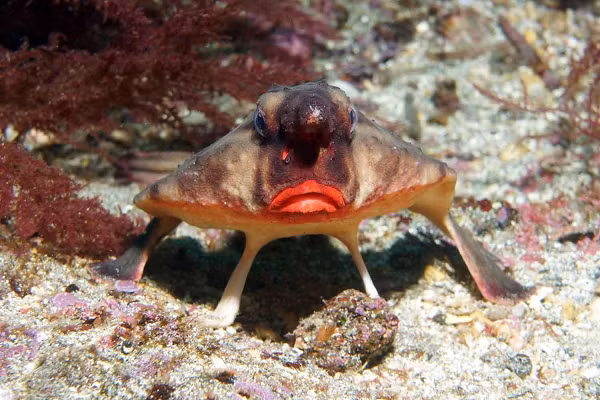 Trên một số diễn đàn chuyên nghiên cứu về sinh vật biển, một số người xếp cá dơi môi đỏ vào danh sách những loài cá xấu nhất thế giới.