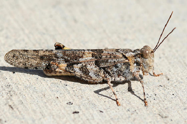 Ông đã chứng kiến vài lần di cư như vậy trong hơn 30 năm làm việc trong Sở Nông nghiệp của bang, như một lần cách đây 6-7 năm.