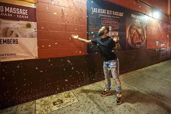 Jeff Knight - nhà côn trùng học ở Cơ quan Nông nghiệp Nevada, cho biết châu chấu cánh xanh vàng trưởng thành di chuyển từ miền bắc tới miền trung bang Nevada, là loài vật phổ biến trên sa mạc.