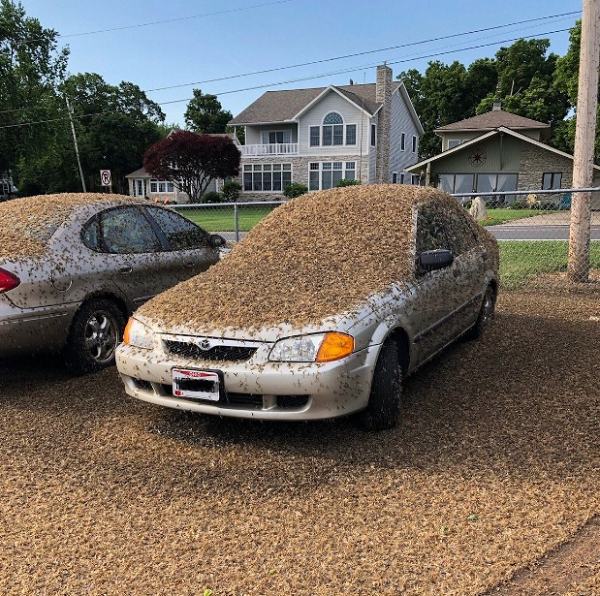 Họ quan sát đám mây giống giông bão xuất hiện trên màn hình radar ở xung quanh và phía trên thành phố Las Vegas. Sau đó sử dụng dữ liệu từ radar (về kích thước và mật độ đám mây) cùng dữ liệu về châu chấu (kích thước và cân nặng trung bình của chúng) để tính toán số lượng côn trùng xuất hiện vào ban đêm và cho ra kết quả trên.