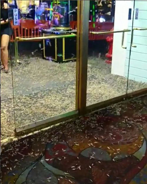 Theo nhà côn trùng học Jeff Knight của Sở Nông nghiệp bang Nevada, châu chấu loại này (tên tiếng Anh: pallid-winged grasshopper) di chuyển về phía bắc là chưa từng có, nhưng “chúng không gây nguy hiểm”.