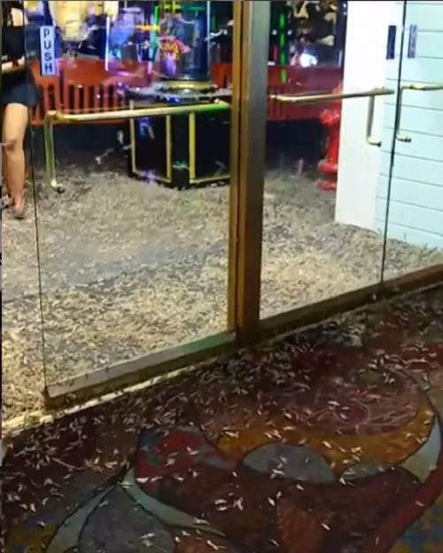 Theo nhà côn trùng học Jeff Knight của Sở Nông nghiệp bang Nevada, châu chấu loại này (tên tiếng Anh: pallid-winged grasshopper) di chuyển về phía bắc là chưa từng có, nhưng “chúng không gây nguy hiểm”.