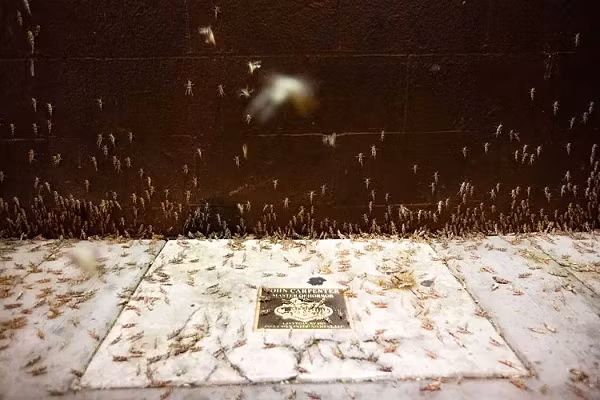 Las Vegas là thành phố nổi tiếng với những bảng hiệu quảng cáo bằng đèn neon khổng lồ rực sáng. Trong trường hợp này, dường như ánh đèn sáng hấp dẫn cả châu chấu.