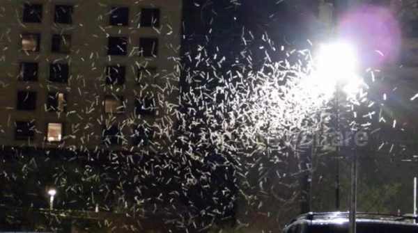 Sự xuất hiện với số lượng lớn của chúng có thể do mùa đông và mùa xuân ẩm ướt hơn bình thường. Las Vegas có lượng mưa lớn gấp đôi mức thông thường trong 6 tháng đầu năm từ tháng 1 tới tháng 6.