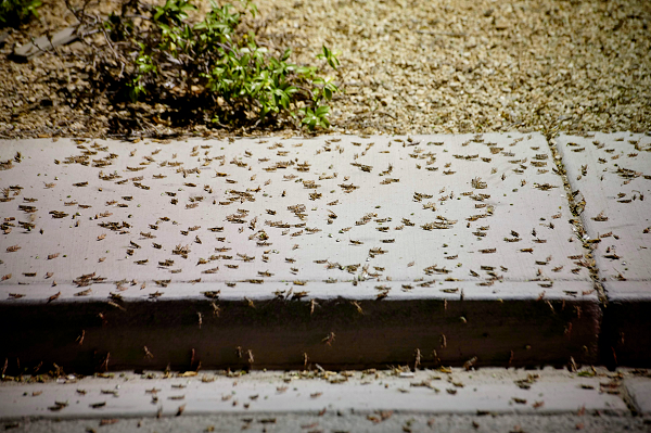 Vào ban ngày, những con châu chấu này tụ tập trong các khu vực có cây cối, nhưng khi đêm xuống, đàn châu chấu đồng loạt tràn về nơi phát ra ánh sáng nhân tạo.