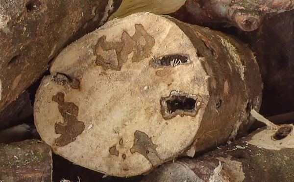 Ngoài ra, xông tinh dầu trầm hương sau một ngày mệt mỏi và áp lực công việc, giúp giải tỏa căng thẳng, ổn định tinh thần, an thần dễ ngủ, giúp giấc ngủ ngon và sâu hơn.